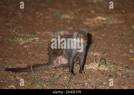 Zebramanguste / Banded Mongoose / Mungos mungo Foto Stock