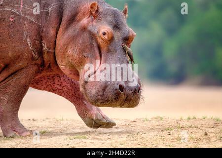 Ippopotamo (Ippopotamo anfibio) sulla terra. Parco Nazionale di Luangwa del Sud, Zambia, Africa Foto Stock