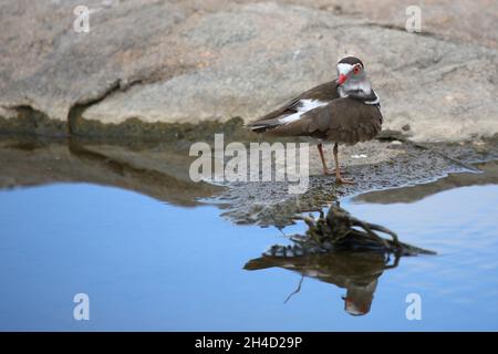 Dreibandregenpfeifer / Tre-nastrare plover o a tre bande / sandplover Charadrius tricollaris Foto Stock