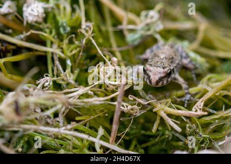 Una piccola rana o froglet, rana dipinta, Discoglossus pictus, appoggiata su piccoli pezzetti di erba. Foto Stock