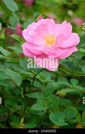 Rosa 'cariad', rosa 'cariad', rosa 'Auspanier', rosa 'Auspanier'. Rosa arbusto inglese. Fiore rosa Foto Stock