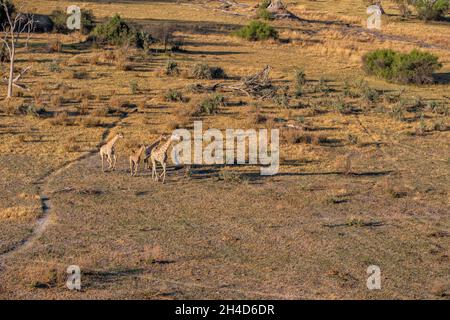 4 giraffe (Giraffa camelopardalis) vista aerea del gruppo. Okavango Delta, Botswana, Africa Foto Stock