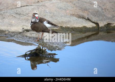 Dreibandregenpfeifer / Tre-nastrare plover o a tre bande / sandplover Charadrius tricollaris Foto Stock