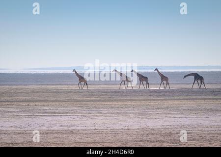 5 giraffe (Giraffa camelopardalis) gruppo a piedi deserto. Parco Nazionale di Etosha, Namibia, Africa Foto Stock