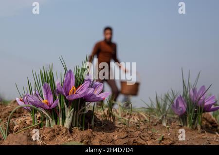 Srinagar, Kashmir controllato dall'India. 2 novembre 2021. Un villager sceglie i fiori di zafferano a Pampore del distretto di Pulwama, a sud della città di Srinagar, Kashmir indiano-controllato, 2 novembre 2021. Credit: Javed Dar/Xinhua/Alamy Live News Foto Stock