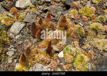 Orostachys spinosa. Piante selvatiche sul lago Baikal. Foto Stock
