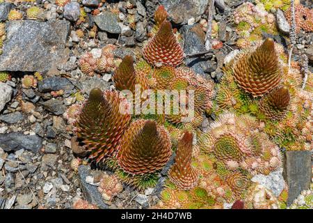 Orostachys spinosa. Piante selvatiche sul lago Baikal. Foto Stock