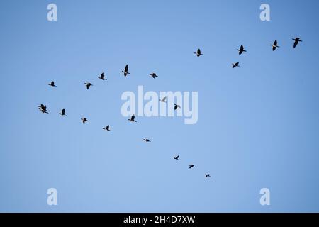 Grandi Cormorani che volano in gregge contro il cielo blu Foto Stock