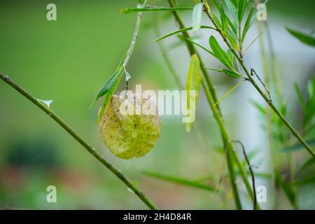 Gomphocarpus physocarpus (chiamato anche palle pelose, palloncino pianta, palloncino cotone bush, palloni di vescovo, testa di salvataggio, swan pianta, mungitura, pianta ornamentale Foto Stock