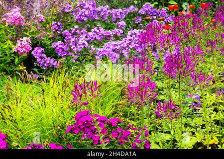 Estate fiore bordo cleome phlox fiori misti Foto Stock