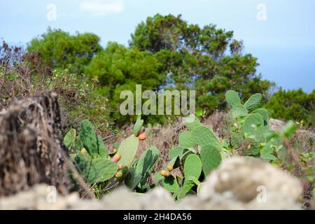 Fuoco selettivo di piante di cactus di pera di prickly e frutti circondati da pinete verdi Foto Stock