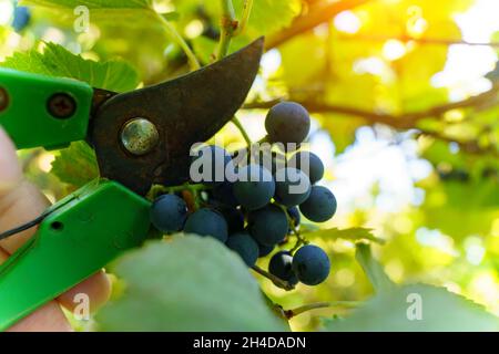 Potatura di una vite cultivar con giardino secateurs nel vigneto autunno. Messa a fuoco selettiva Foto Stock