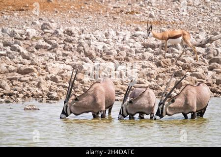 Gemsbok orice (Oryx gazella) bere un'acqua buca. Parco Nazionale di Etosha, Namibia, Africa Foto Stock