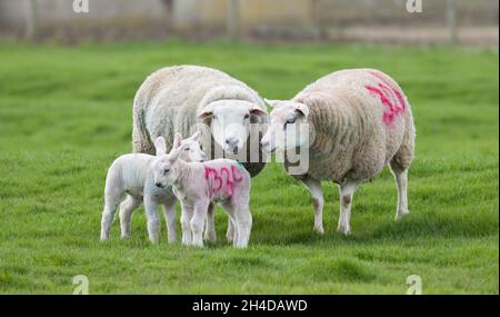 Pecora con agnelli neonati in un campo in una fattoria di pecore del Regno Unito Foto Stock