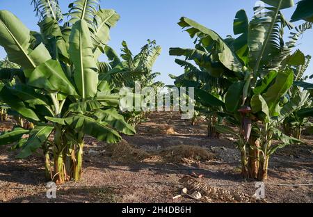 Foto panoramica di una piantagione di alberi di banana a Cipro con montagne sullo sfondo Foto Stock