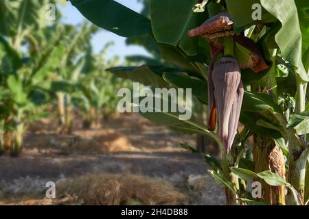 Foto panoramica di una piantagione di alberi di banana a Cipro con montagne sullo sfondo Foto Stock