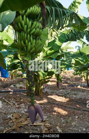 Primo piano di un baccello di alberi di Banana sulla piantagione che mostra la piccola frutta che cresce a Cipro Foto Stock