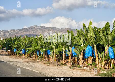 Foto panoramica di una piantagione di alberi di banana a Cipro con montagne sullo sfondo Foto Stock