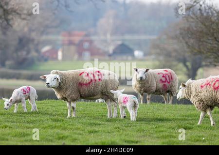 Gregge di pecore con agnelli in un campo in fattoria. Buckinghamshire, campagna britannica. Le pecore sono numerate per l'identificazione. (Concetto di conteggio delle pecore) Foto Stock