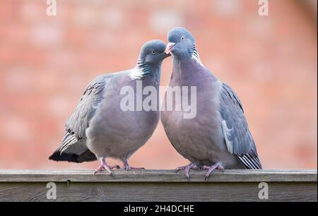 Piccioni di legno, coppia di uccelli rituale di accoppiamento in un giardino britannico Foto Stock