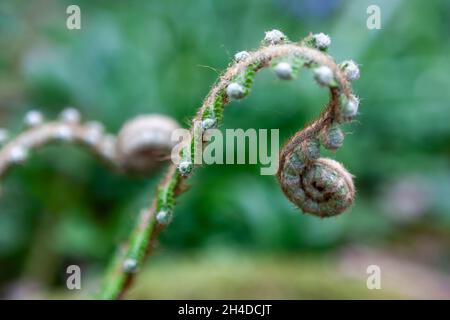 Una felce che srotola un fronte giovane, o crozier: Blinkard Copse, Near Up Marden, West Sussex, UK Foto Stock