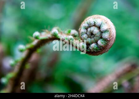 Una felce che srotola un fronte giovane, o crozier: Blinkard Copse, Near Up Marden, West Sussex, UK Foto Stock