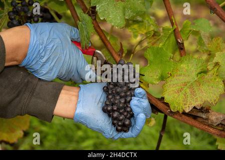 Hampshire, Inghilterra, Regno Unito. 2021. Mani di un operaio del raccolto che indossa guanti blu tagliando un mazzo di uve Pinot Nero in un vigneto Hampshire durante l'harve Foto Stock