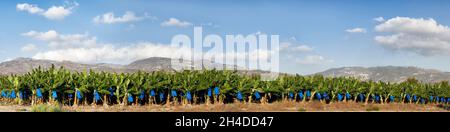 Foto panoramica di una piantagione di alberi di banana a Cipro con montagne sullo sfondo Foto Stock