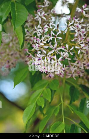 Fiori viola e bianchi pallidi e fogliame del Cedro Bianco, Melia azedarach, famiglia Meliaceae. Conosciuto anche come Chinaberry e Pride of India Foto Stock