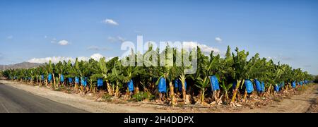 Foto panoramica di una piantagione di alberi di banana a Cipro con montagne sullo sfondo Foto Stock