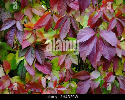 Foglie di luppolo viola e rosso d'autunno Foto Stock