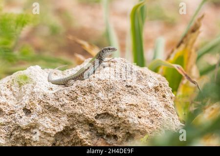 Maschio Maltese Wall Lizard, Podarcis filfolensis, crogiolarsi al sole su una roccia a Malta Foto Stock