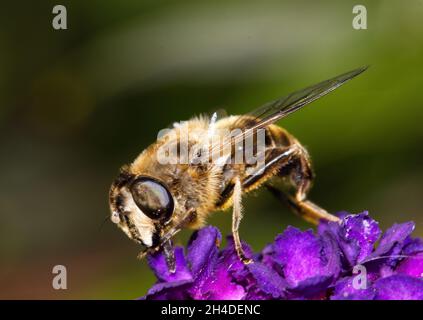 Primo piano di una mosca drone, Eristalis tenax, con proboscis che si nutrono di Buddleia in un giardino Foto Stock
