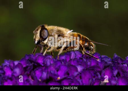 Primo piano di una mosca drone, Eristalis tenax, con proboscis che si nutrono di Buddleia in un giardino Foto Stock