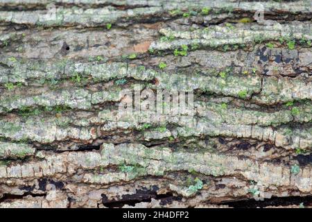 tessuto di tronco di legno con piccoli licheni verdi Foto Stock