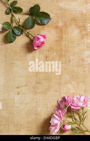 Diverse rose rosse e rosa su una tela invecchiata. Immagine di sfondo tenera con spazio di copia, in colori tenui come quelli dipinti Foto Stock