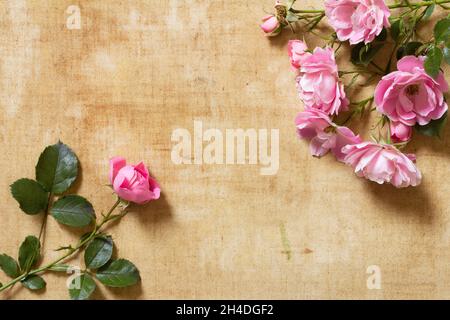 Diverse rose rosse e rosa su una tela invecchiata. Immagine di sfondo tenera con spazio di copia, in colori tenui come quelli dipinti Foto Stock