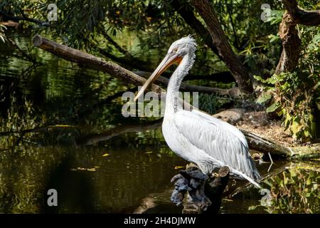 Il pellicano dalmata (Pelecanus crispus) in piedi su un tronco di albero in acqua. Foto Stock