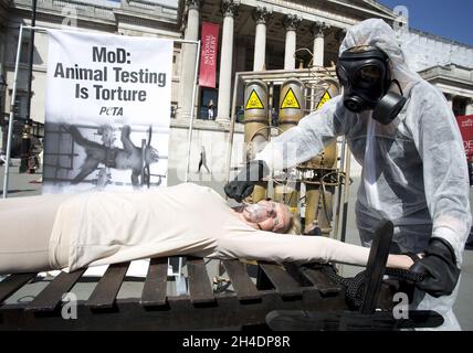 Il fondatore DI PETA Ingrid Newkirk è legato a un dispositivo di tortura medievale a Trafalgar Square, nel centro di Londra, per protestare contro i test del Ministero della Difesa sugli animali. L'azione viene giorni prima della Giornata Mondiale degli animali nei Laboratori il 23 aprile, dopo che i documenti hanno rivelato decine di scimmie infettate con il virus Ebola e uccise. Foto Stock