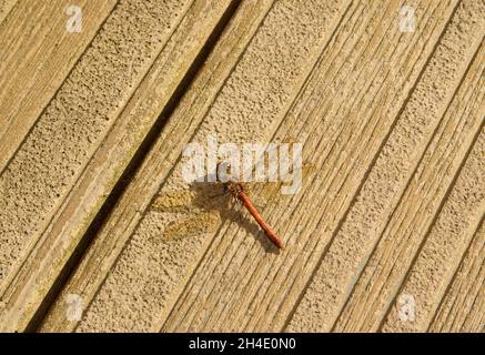 La libellula più diffusa del Regno Unito. Il Common Darter è una specie irrequieta che spesso si crogiolano su un terreno aperto consentendo di essere attivo Foto Stock