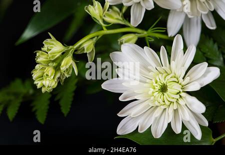 Bella mostra di fiore bianco di crisantemo con altri germogli fioriti su sfondo nero Foto Stock