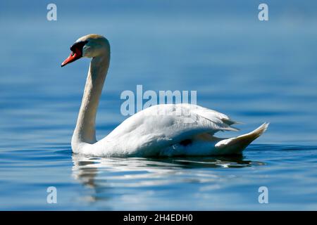 Höckerschwan, Cygnus olor, Mute Swan, schwimmt im blauen Seewasser Zentraleuropa Foto Stock