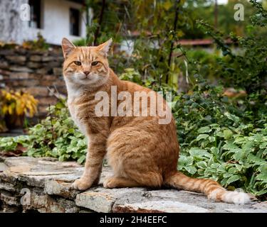 Gatto zenzero seduto sul muro, gatto randagio guardando la macchina fotografica Foto Stock
