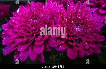 Kathmandu, Bagmati, Nepal. 2 novembre 2021. Gocce d'acqua sono viste sui fiori di Chrysanthemum durante il festival di Tihar ad un giardino a Kathmandu, Nepal il 2 novembre 2021. Tihar o Diwali, la festa indù dei fiori e delle luci, è celebrata per cinque giorni. (Credit Image: © Sunil Sharma/ZUMA Press Wire) Foto Stock