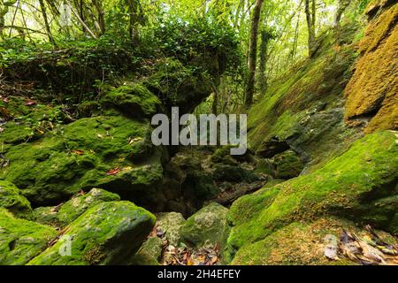 Pietra coperta di muschio in foresta temperata fresca, Francia Foto Stock