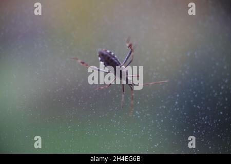 Parte inferiore di un bug di seme di conifere occidentale appollaiato su una finestra puntellata con fogliame sfocato sullo sfondo Foto Stock