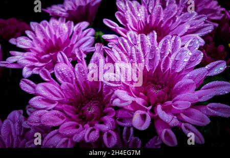 Kathmandu, Bagmati, Nepal. 2 novembre 2021. Gocce d'acqua sono viste sui fiori di Chrysanthemum durante il festival di Tihar ad un giardino a Kathmandu, Nepal il 2 novembre 2021. Tihar o Diwali, la festa indù dei fiori e delle luci, è celebrata per cinque giorni. (Credit Image: © Sunil Sharma/ZUMA Press Wire) Foto Stock