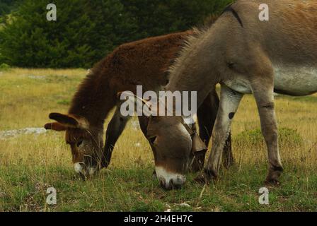 Coppia di asini che mangiano erba al Passo di San Leonardo, altopiano della Majella - Abruzzo. Foto Stock