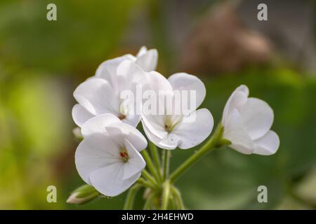 flores blancas en el jardín de casa Foto Stock