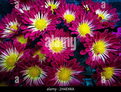 Kathmandu, Bagmati, Nepal. 2 novembre 2021. Gocce d'acqua sono viste sui fiori di Chrysanthemum durante il festival di Tihar ad un giardino a Kathmandu, Nepal. Tihar o Diwali, la festa indù dei fiori e delle luci, è celebrata per cinque giorni. (Credit Image: © Sunil Sharma/ZUMA Press Wire) Foto Stock